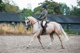 progeny of cynheidrefawr creme de la creme