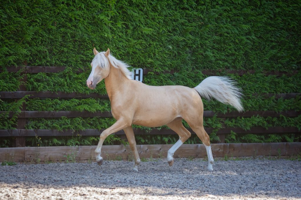 welsh-section-b-palomino-gelding-fourseasons-tattinger
