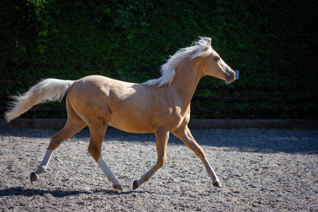 welsh-section-b-palomino-gelding-fourseasons-tattinger