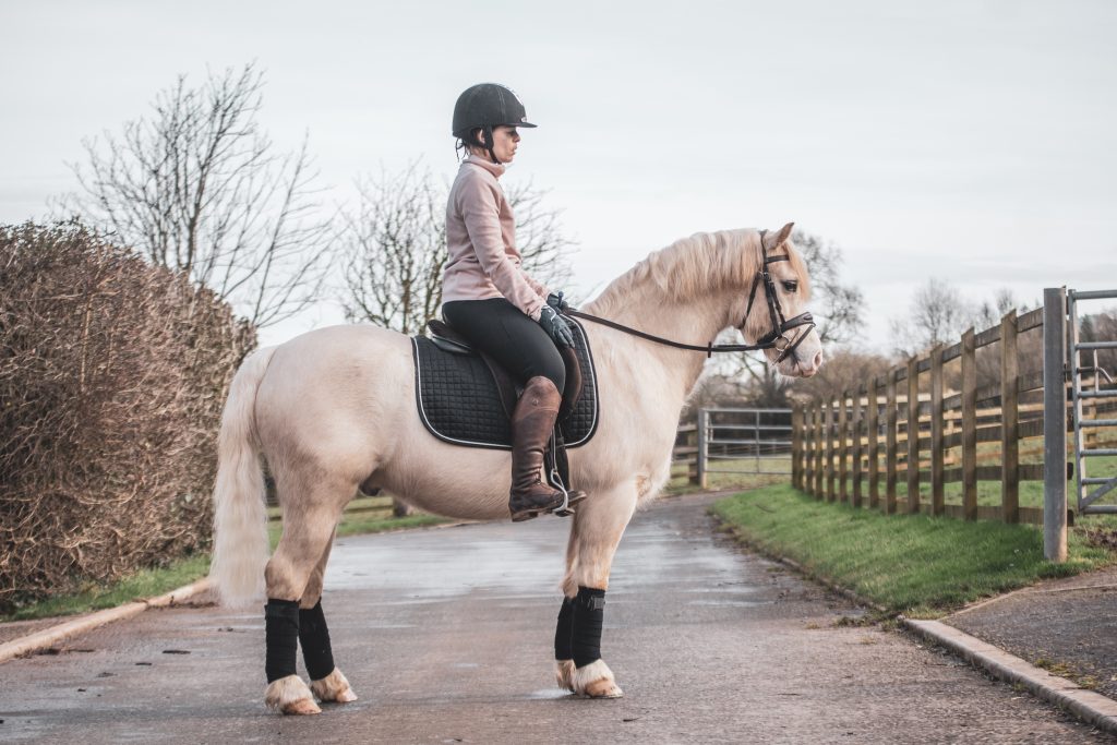 Welsh Section C pony for loan