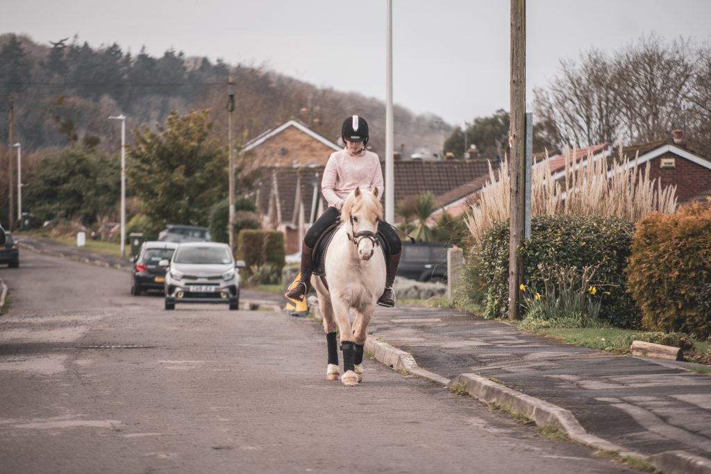 Welsh Section C pony for loan
